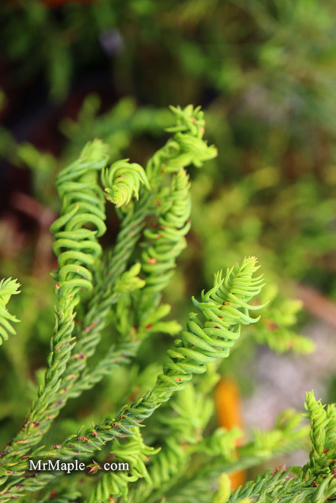 Buy Cryptomeria japonica 'Sekkan Suji' Yellow Japanese Cedar — Mr Maple ...