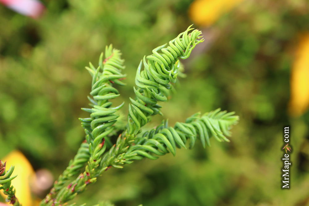 Buy Cryptomeria japonica 'Sekkan Suji' Yellow Japanese Cedar — Mr Maple ...