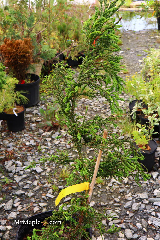 - Cryptomeria japonica 'Rasen' Japanese Cedar - Mr Maple │ Buy Japanese Maple Trees