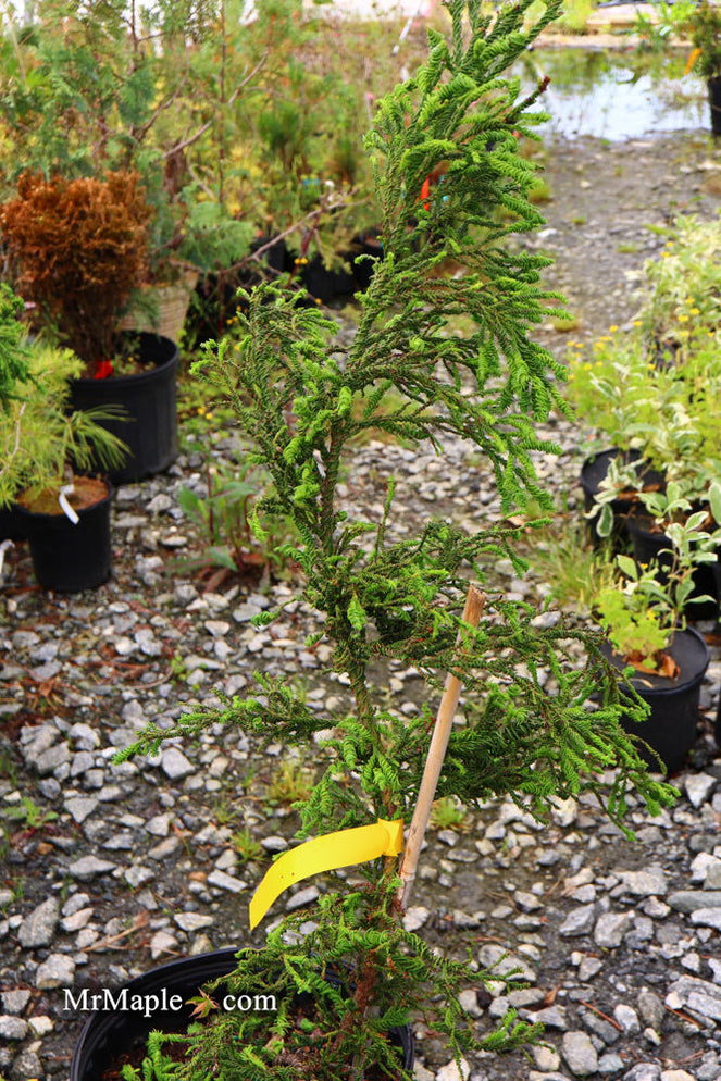 Buy Cryptomeria japonica 'Sekkan Suji' Yellow Japanese Cedar — Mr Maple ...