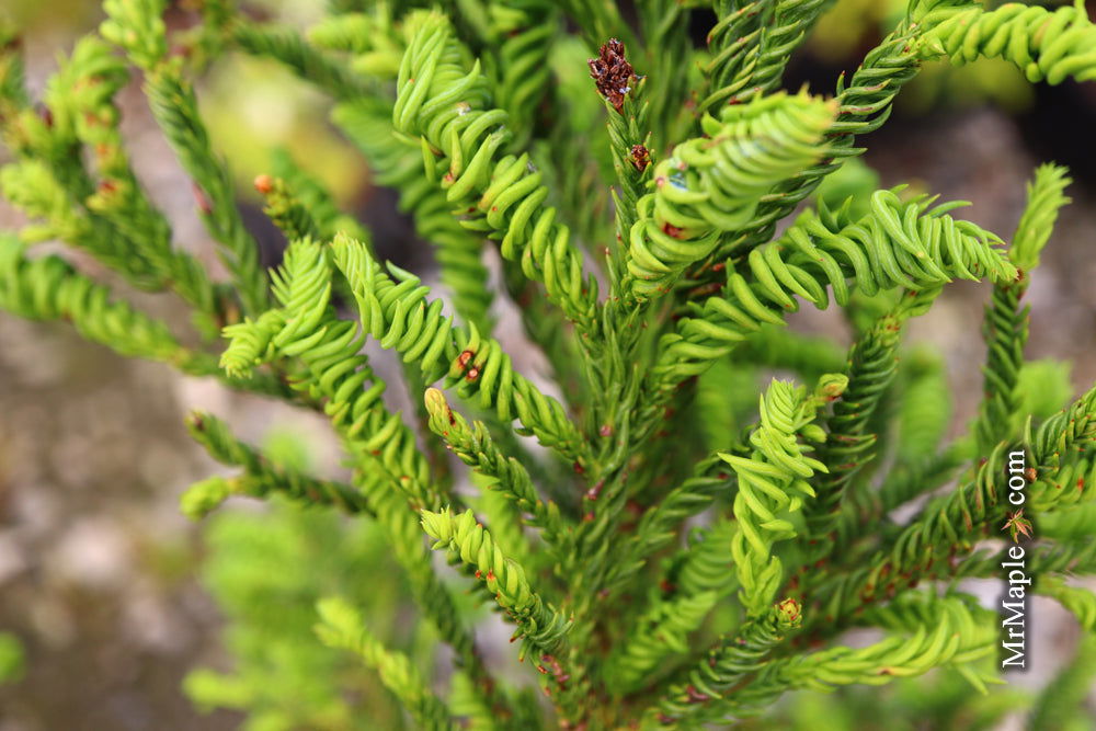Buy Cryptomeria japonica 'Sekkan Suji' Yellow Japanese Cedar — Mr Maple ...