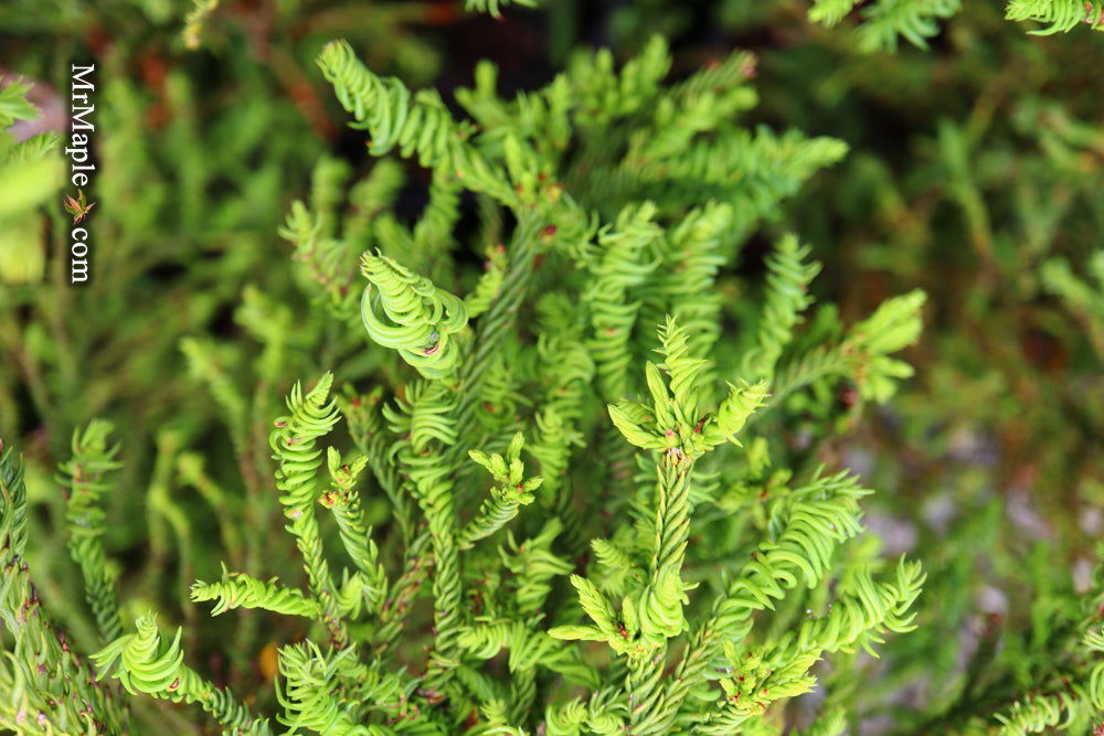 Buy Cryptomeria japonica 'Sekkan Suji' Yellow Japanese Cedar — Mr Maple ...