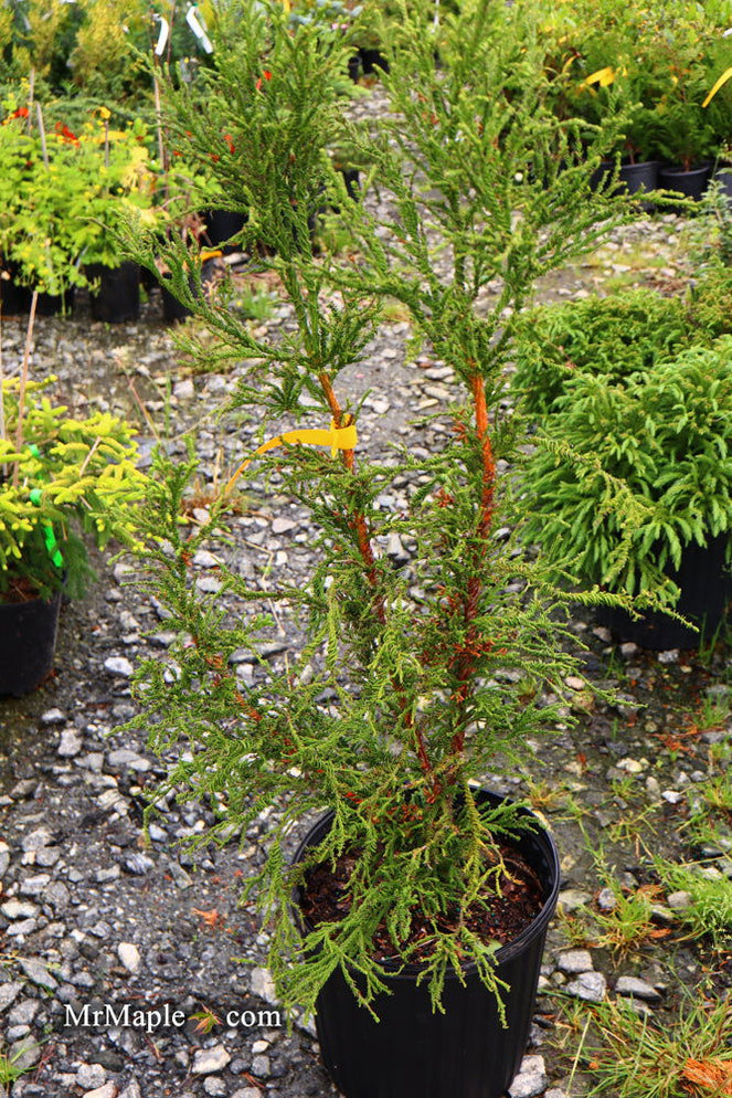 Buy Cryptomeria japonica 'Sekkan Suji' Yellow Japanese Cedar — Mr Maple ...