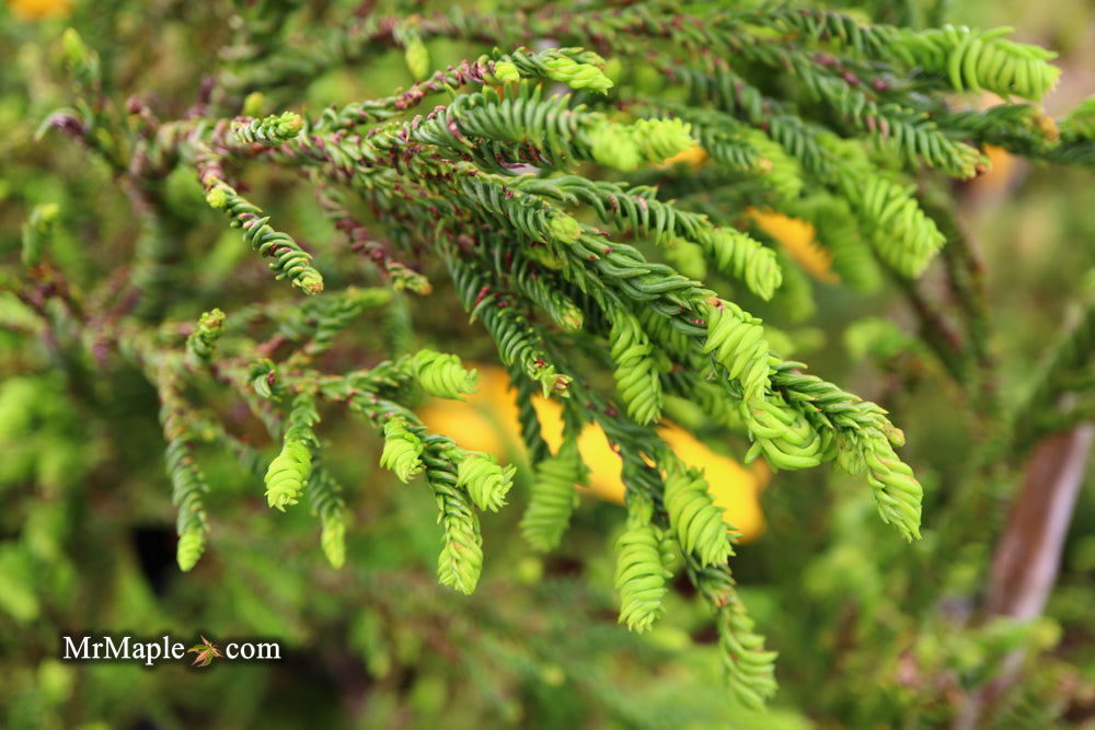 Buy Cryptomeria japonica 'Sekkan Suji' Yellow Japanese Cedar — Mr Maple ...