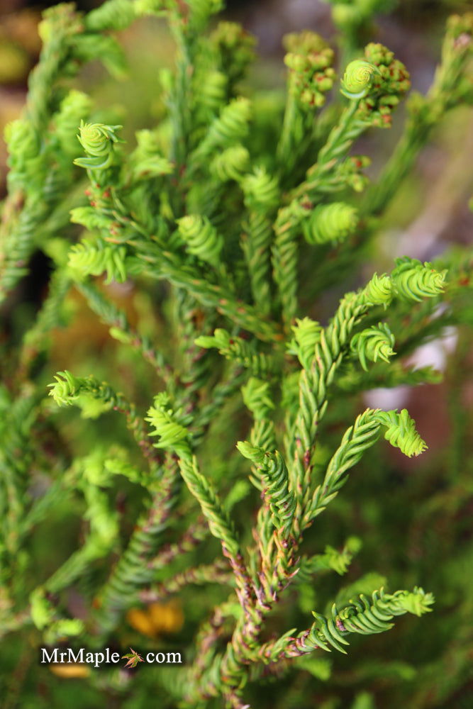 Buy Cryptomeria japonica 'Sekkan Suji' Yellow Japanese Cedar — Mr Maple ...