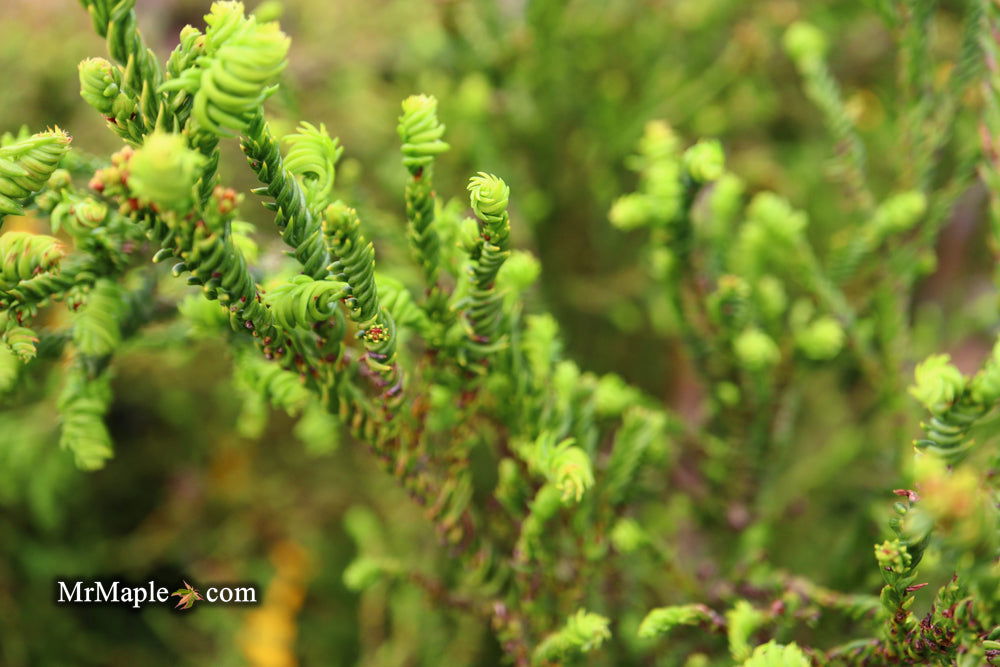 Buy Cryptomeria japonica 'Sekkan Suji' Yellow Japanese Cedar — Mr Maple ...
