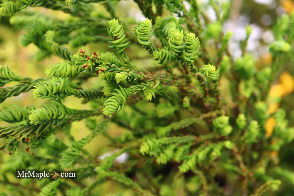 Buy Cryptomeria japonica 'Sekkan Suji' Yellow Japanese Cedar — Mr Maple ...
