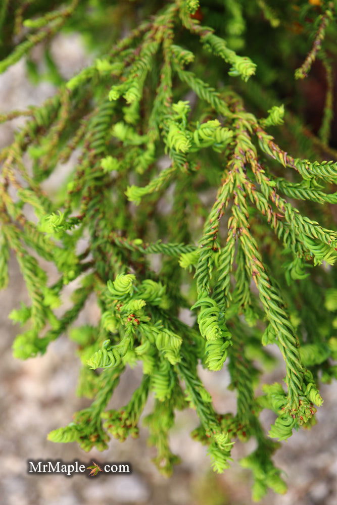 - Cryptomeria japonica 'Rasen' Japanese Cedar - Mr Maple │ Buy Japanese Maple Trees