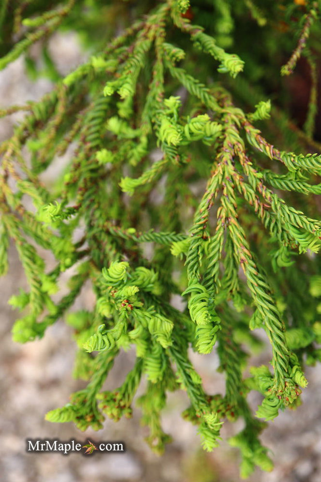 Buy Cryptomeria japonica 'Sekkan Suji' Yellow Japanese Cedar — Mr Maple ...