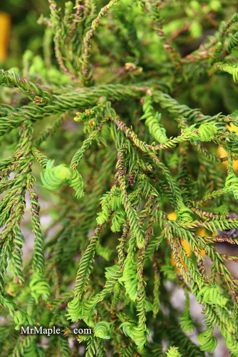 Buy Cryptomeria japonica 'Sekkan Suji' Yellow Japanese Cedar — Mr Maple ...