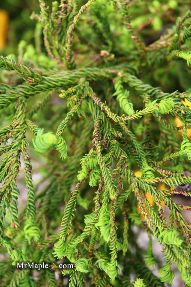 Buy Cryptomeria japonica 'Sekkan Suji' Yellow Japanese Cedar — Mr Maple ...