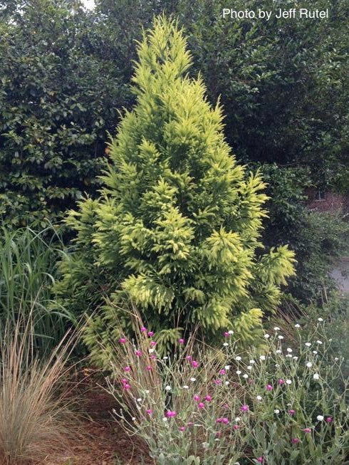 Buy Cryptomeria japonica 'Sekkan Suji' Yellow Japanese Cedar — Mr Maple ...