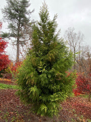 - Cryptomeria japonica 'Sekkan Sugi' Golden Japanese Cedar - Mr Maple │ Buy Japanese Maple Trees