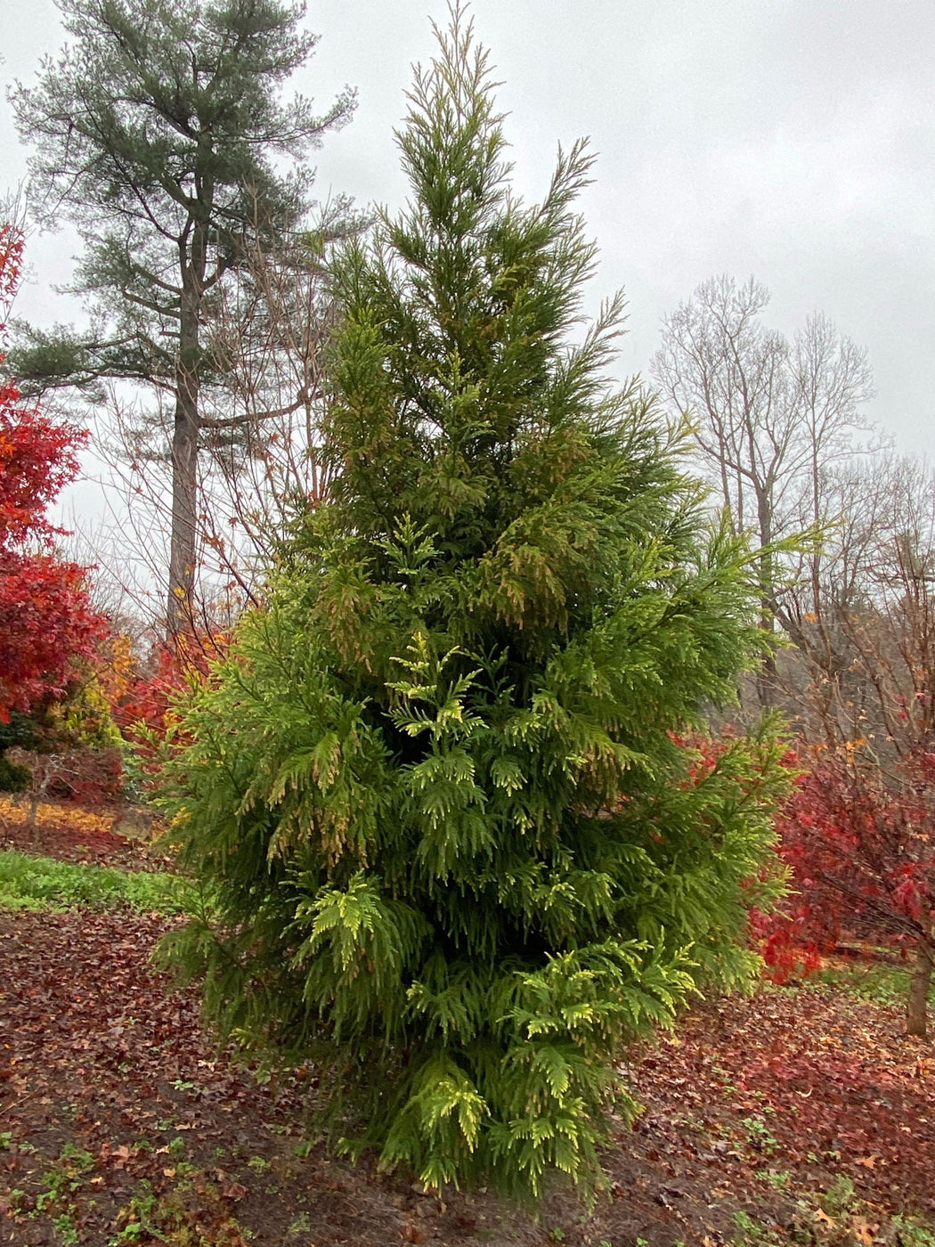 Buy Cryptomeria japonica 'Sekkan Suji' Yellow Japanese Cedar — Mr Maple ...