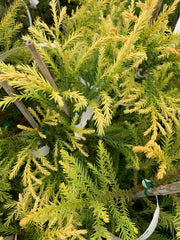 - Cryptomeria japonica 'Sekkan Sugi' Golden Japanese Cedar - Mr Maple │ Buy Japanese Maple Trees