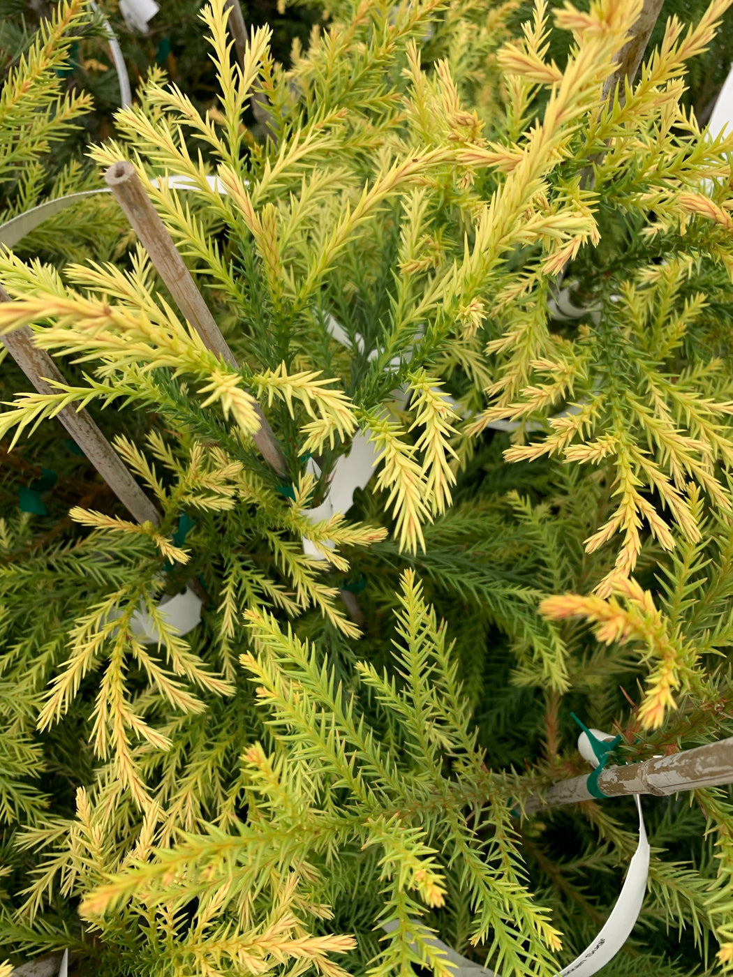 Buy Cryptomeria japonica 'Sekkan Suji' Yellow Japanese Cedar — Mr Maple ...