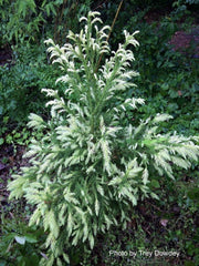 - Cryptomeria japonica 'Sekkan Sugi' Golden Japanese Cedar - Mr Maple │ Buy Japanese Maple Trees