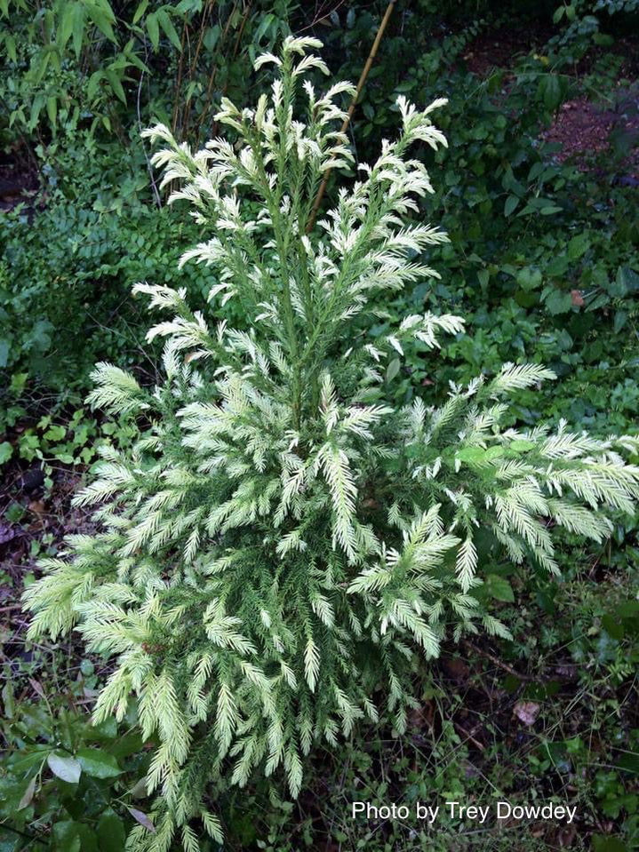 Buy Cryptomeria japonica 'Sekkan Suji' Yellow Japanese Cedar — Mr Maple ...