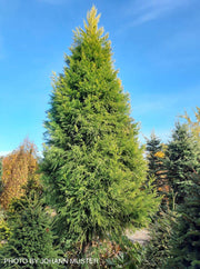 - Cryptomeria japonica 'Sekkan Sugi' Golden Japanese Cedar - Mr Maple │ Buy Japanese Maple Trees