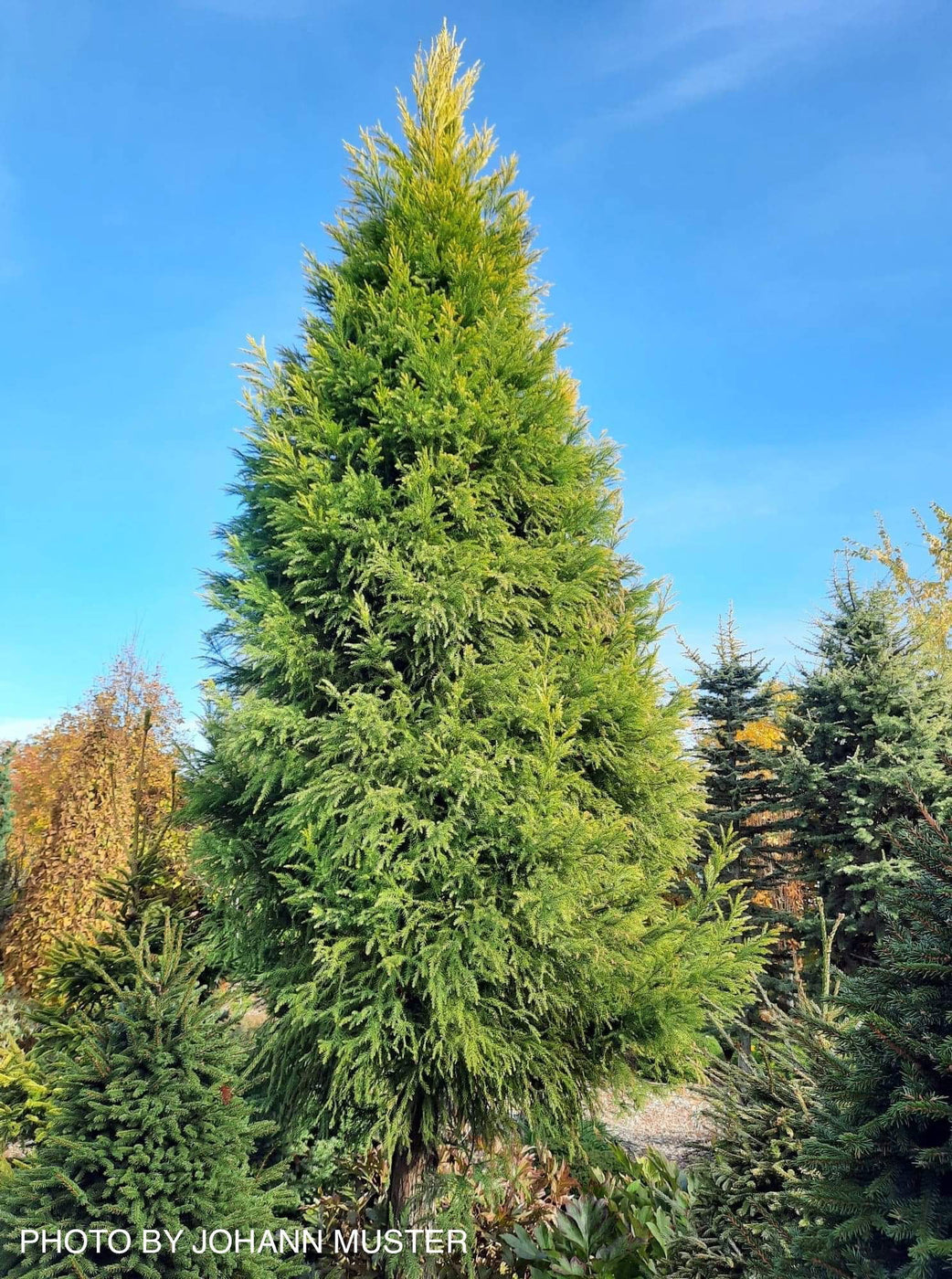 Buy Cryptomeria japonica 'Sekkan Suji' Yellow Japanese Cedar — Mr Maple ...