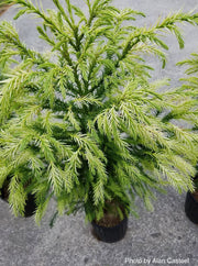 - Cryptomeria japonica 'Sekkan Sugi' Golden Japanese Cedar - Mr Maple │ Buy Japanese Maple Trees