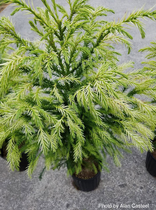 Buy Cryptomeria japonica 'Sekkan Suji' Yellow Japanese Cedar — Mr Maple ...