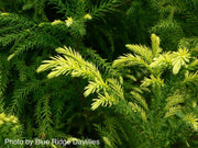 - Cryptomeria japonica 'Sekkan Sugi' Golden Japanese Cedar - Mr Maple │ Buy Japanese Maple Trees