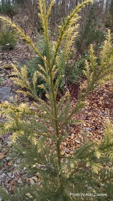 Buy Cryptomeria japonica 'Sekkan Suji' Yellow Japanese Cedar — Mr Maple ...