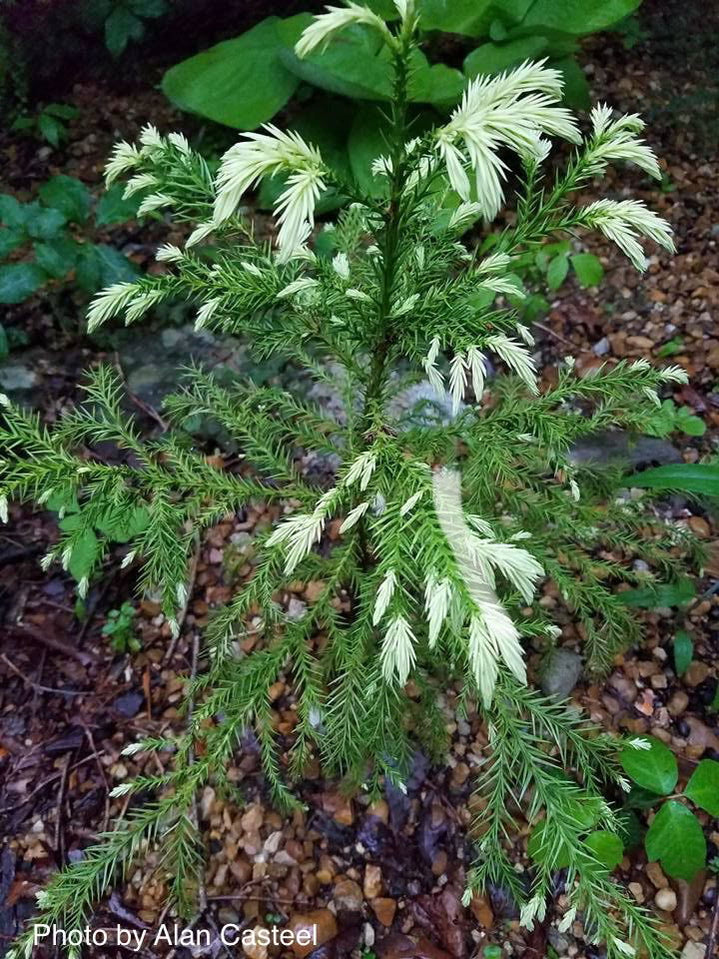 Buy Cryptomeria japonica 'Sekkan Suji' Yellow Japanese Cedar — Mr Maple ...