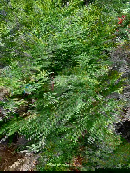 - Cryptomeria japonica 'Sekkan Sugi' Golden Japanese Cedar - Mr Maple │ Buy Japanese Maple Trees