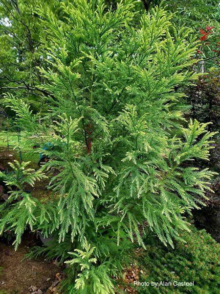 Buy Cryptomeria japonica 'Sekkan Suji' Yellow Japanese Cedar — Mr Maple ...