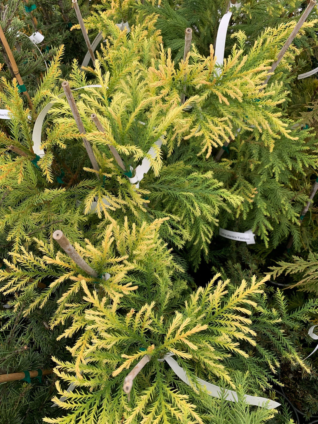 Buy Cryptomeria japonica 'Sekkan Suji' Yellow Japanese Cedar — Mr Maple ...