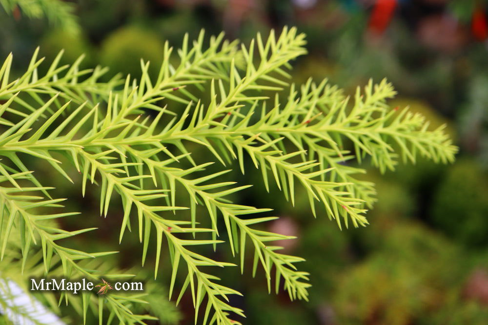 Buy Cryptomeria japonica 'Sekkan Suji' Yellow Japanese Cedar — Mr Maple ...
