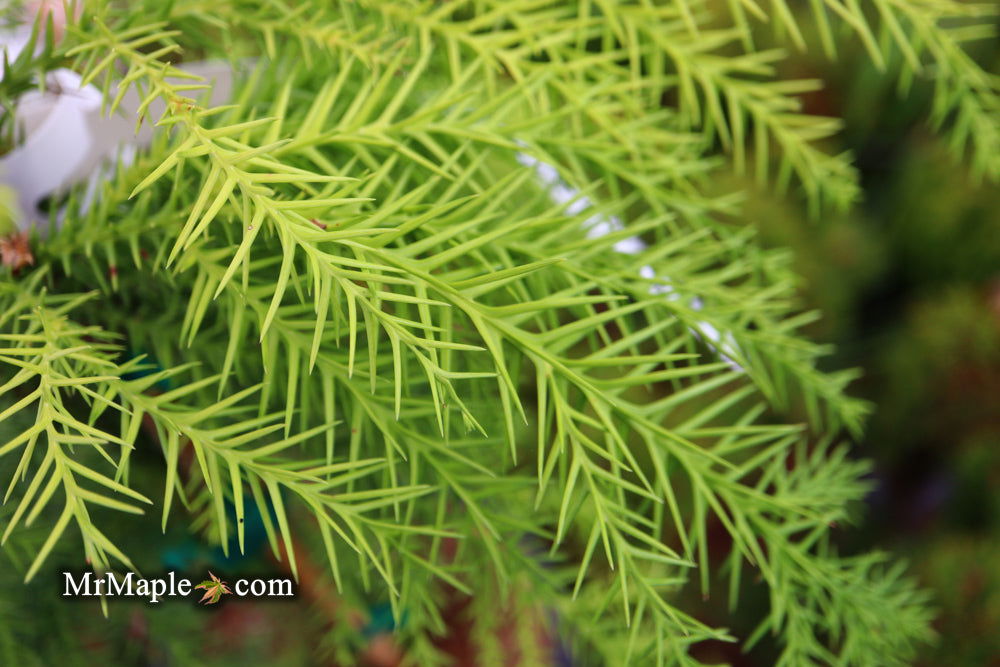 Buy Cryptomeria japonica 'Sekkan Suji' Yellow Japanese Cedar — Mr Maple ...