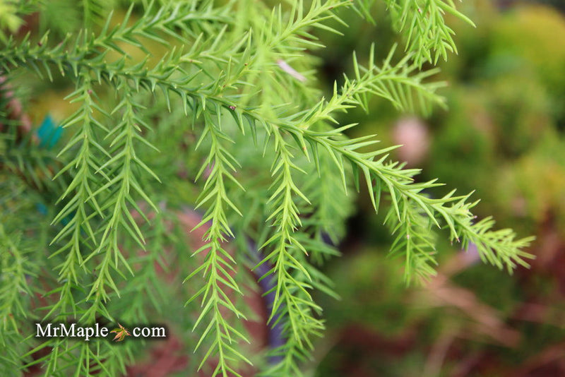- Cryptomeria japonica 'Sekkan Sugi' Golden Japanese Cedar - Mr Maple │ Buy Japanese Maple Trees