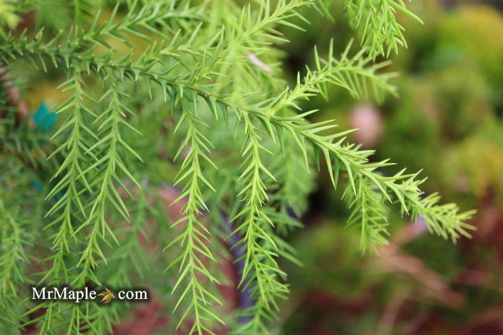 Buy Cryptomeria japonica 'Sekkan Suji' Yellow Japanese Cedar — Mr Maple ...