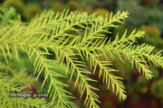 - Cryptomeria japonica 'Sekkan Sugi' Golden Japanese Cedar - Mr Maple │ Buy Japanese Maple Trees