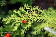 - Cryptomeria japonica 'Sekkan Sugi' Golden Japanese Cedar - Mr Maple │ Buy Japanese Maple Trees