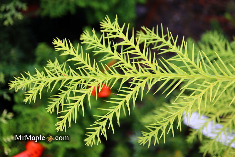 - Cryptomeria japonica 'Sekkan Sugi' Golden Japanese Cedar - Mr Maple │ Buy Japanese Maple Trees