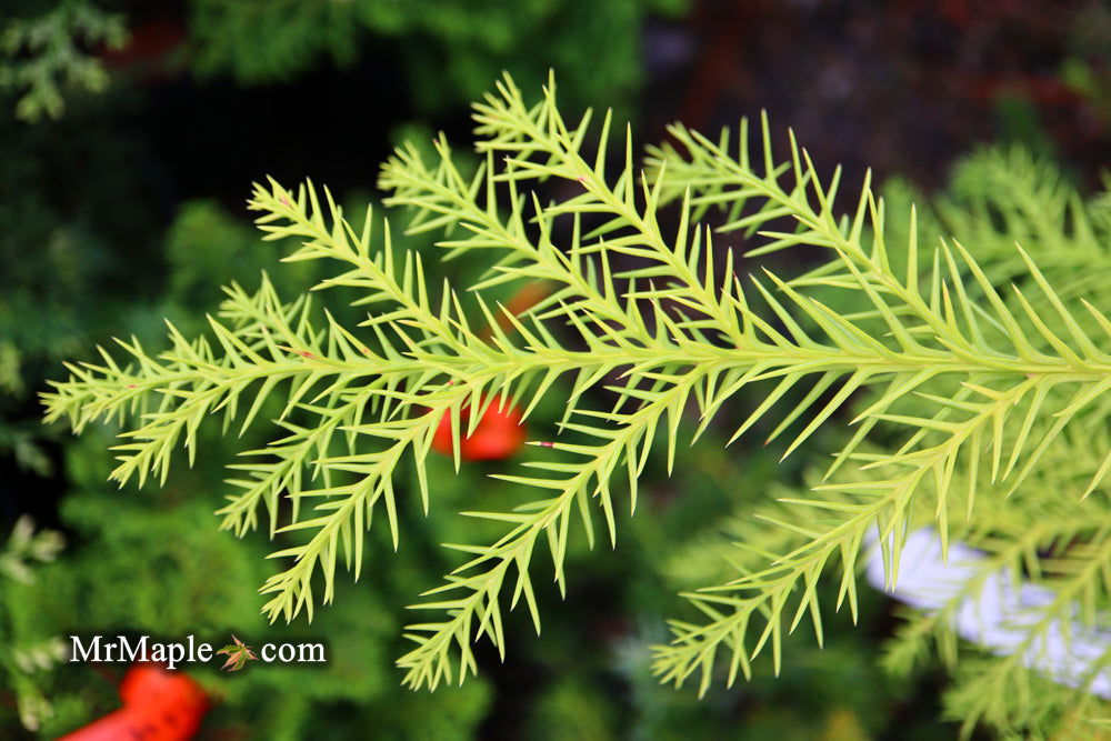 Buy Cryptomeria japonica 'Sekkan Suji' Yellow Japanese Cedar — Mr Maple ...