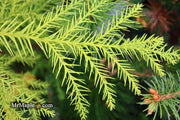 - Cryptomeria japonica 'Sekkan Sugi' Golden Japanese Cedar - Mr Maple │ Buy Japanese Maple Trees