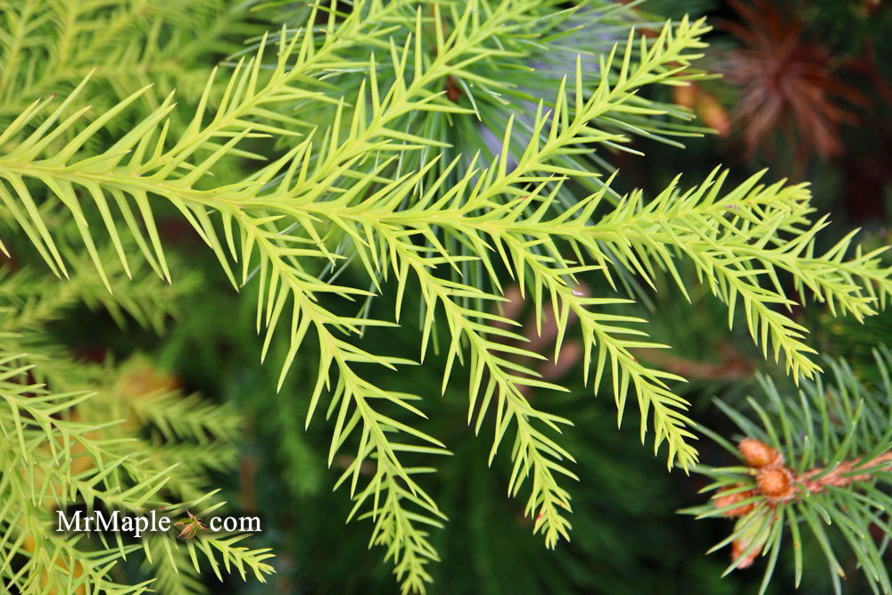 Buy Cryptomeria japonica 'Sekkan Suji' Yellow Japanese Cedar — Mr Maple ...