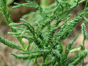 - Cryptomeria japonica 'Spiralis' Japanese Cedar - Mr Maple │ Buy Japanese Maple Trees