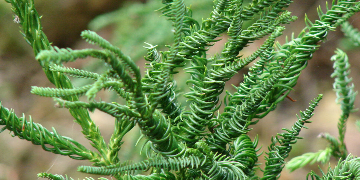 【レアモノ】(伊)プレミアータ Uチップ　カーフSIZE5.5 シューツリー付 Amazon.com : Full Speed A Hedge American Pillar Arborvitae - Thuja