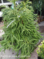 - Cryptomeria japonica 'Spiralis' Japanese Cedar - Mr Maple │ Buy Japanese Maple Trees