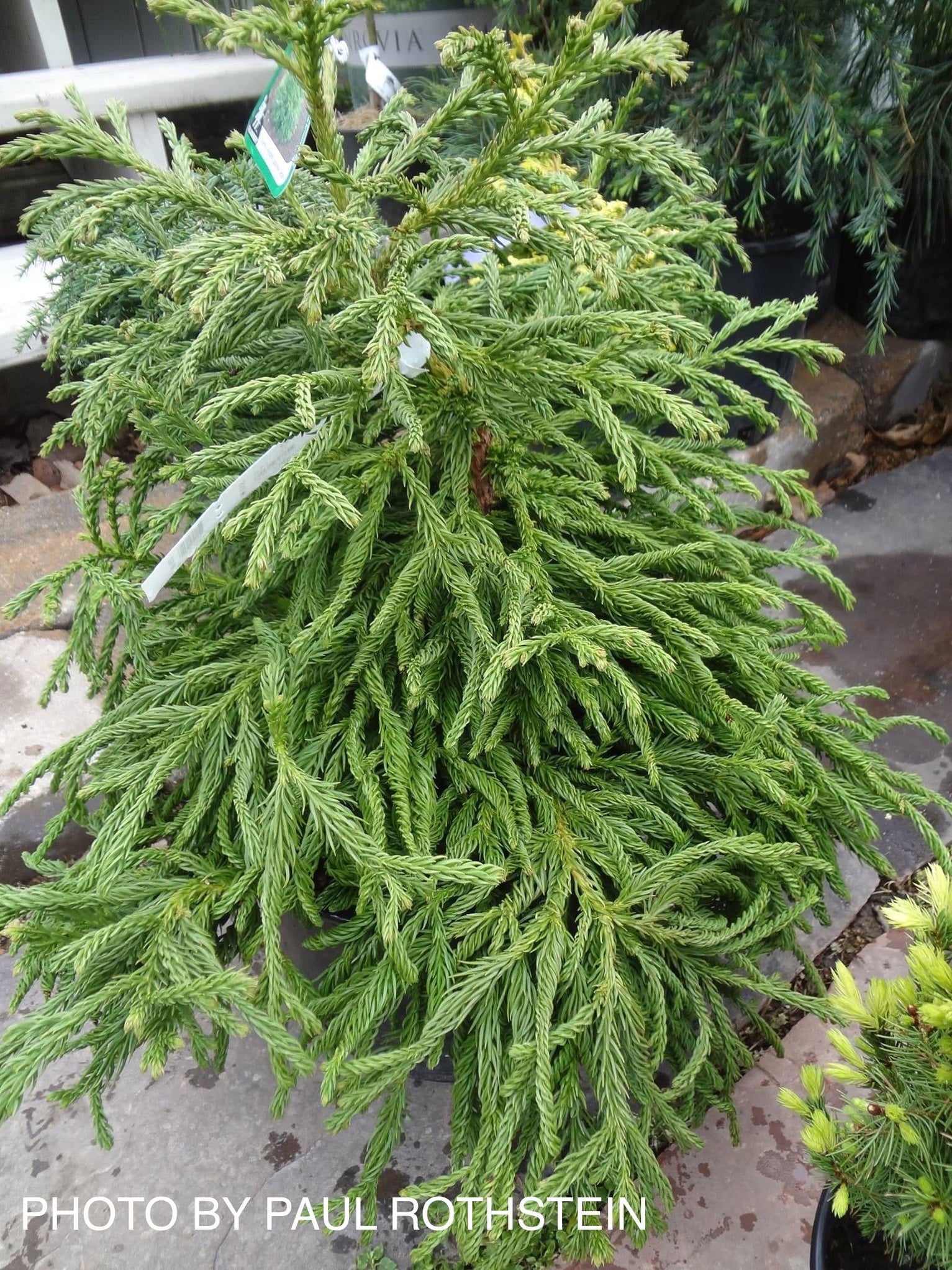Buy Cryptomeria japonica 'Spiralis' Japanese Cedar — Mr Maple │ Buy ...