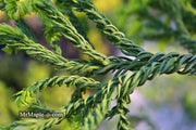 - Cryptomeria japonica 'Spiralis' Japanese Cedar - Mr Maple │ Buy Japanese Maple Trees