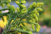 - Cryptomeria japonica 'Spiralis' Japanese Cedar - Mr Maple │ Buy Japanese Maple Trees