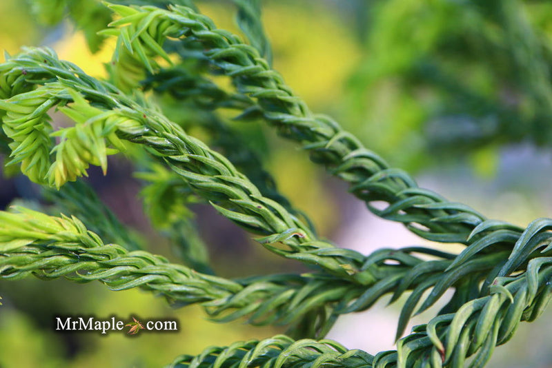 - Cryptomeria japonica 'Spiralis' Japanese Cedar - Mr Maple │ Buy Japanese Maple Trees