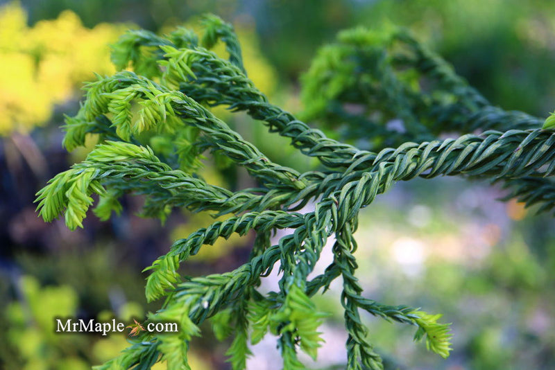 - Cryptomeria japonica 'Spiralis' Japanese Cedar - Mr Maple │ Buy Japanese Maple Trees